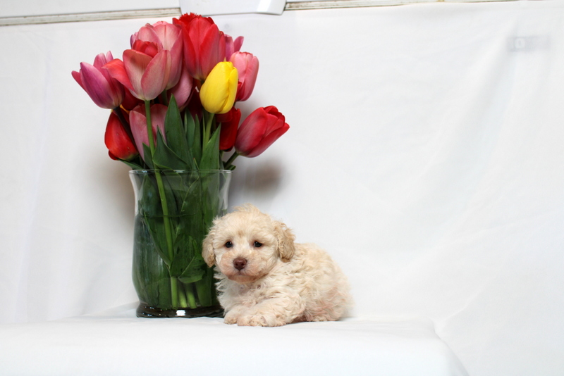 puppy, for, sale, Toy Poodle , Matthew B. Stoltzfus, dog, breeder, Gap, PA, dog-breeder, puppy-for-sale, forsale, nearby, find, puppyfind, locator, puppylocator, aca